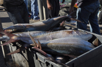 شاهد: أرزاق للصيادين - المئات من اسماك "انتياسات" تغزو شواطئ مدينة يافا 